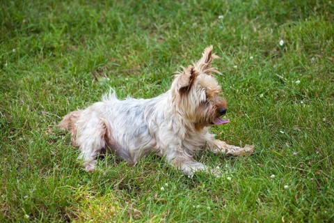 Cute yorkshire terrier dog on the grass