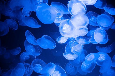 Common jellyfish or moon jelly, group of Aurelia aurita at the brackish water of the baltic sea,