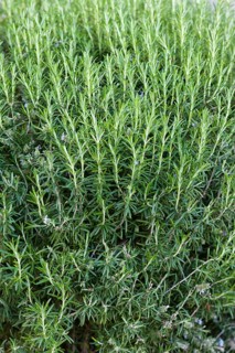 Fresh Rosemary Herb grow outdoor. Rosemary leaves Close-up. Fresh Organic flavoring plants growing