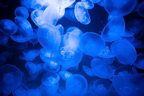 Common jellyfish or moon jelly, group of Aurelia aurita at the brackish water of the baltic sea,