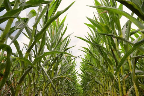 Corn field, cultivated corn cob start to grow, harvest in the summer, agriculture plants for food,