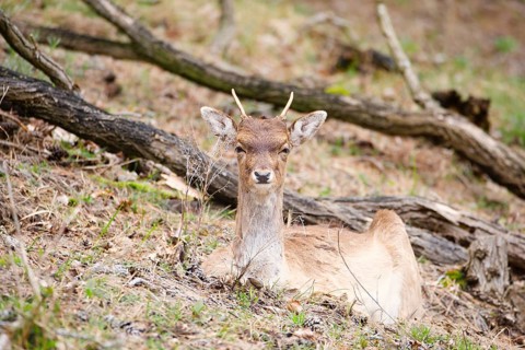 Red deer stag with antlers in spring, forest of Amsterdamse Waterleidingduinen in the Netherlands,