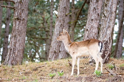 Red deer stag with antlers in spring, forest of Amsterdamse Waterleidingduinen in the Netherlands,