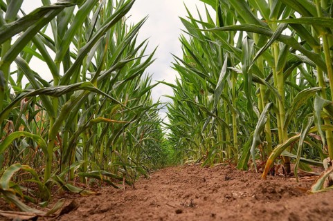 Corn field, cultivated corn cob start to grow, harvest in the summer, agriculture plants for food,