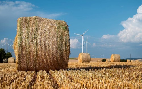 Straw bale on the field, cultivated barley, harvest in the summer, agriculture for food, farmland