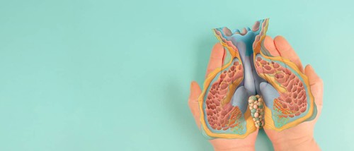 Thyroid gland organ, hyperthyroidism and hypothyroidism, health issues, cancer, hashimoto disease