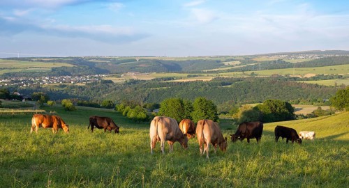 Cows grazing on pasture in Germany, species appropriate animal husbandry, farmland meadow