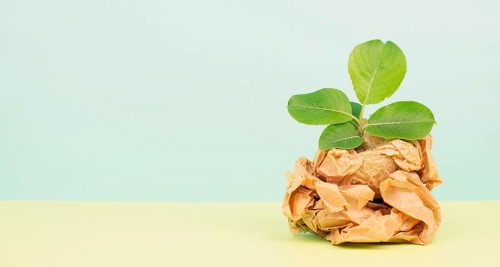 Small tree growing from a crumpled recycled paper, protection of the eco system, zero waste,