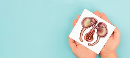 Uterus organ with ovaries, female reproductive system, pregnancy and gynecological concept,