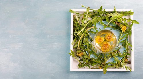 Dandelion wildflower tea, glass with herbal hot drink, alternative medicine for detox, leaves and
