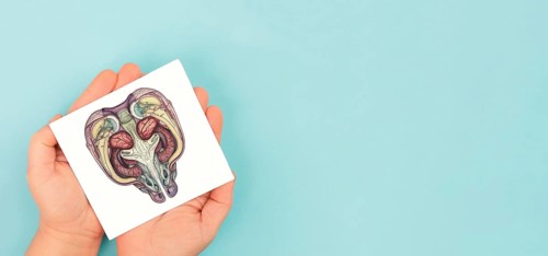 Uterus organ with ovaries, female reproductive system, pregnancy and gynecological concept,