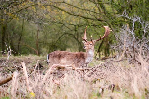 Red deer stag with antlers in spring, forest of Amsterdamse Waterleidingduinen in the Netherlands,