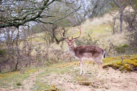 Red deer stag with antlers in spring, forest of Amsterdamse Waterleidingduinen in the Netherlands,