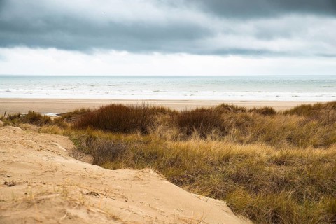 Beach landscape with reed and sand at the North Sea in the Netherlands, Wijk aan Zee near Amsterdam