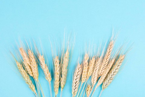 Wheat crop on a blue background, food harvest in the summer, golden straw