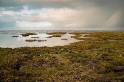 Wadden sea on the island Romo in Denmark, intertidal zone, wetland with plants, low tide at north