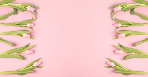 Tulips greeting card for birthday, easter holiday, valentines day, mothers day, spring season,