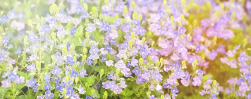 Lilac bush, Aubrieta deltoidea flowers in springtime, purple petals, blooming countryside