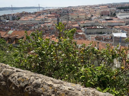 View of a lemon tree and a wall, with a city with red roofs in the background, Lisbon, portugal