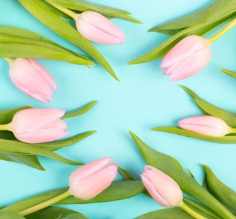 Tulips greeting card for birthday, easter holiday, valentines day, mothers day, spring season,