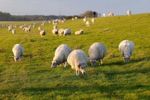 Domestic sheep (Ovis gmelini aries), flock of sheep grazing on a dyke in the evening light, Wedeler