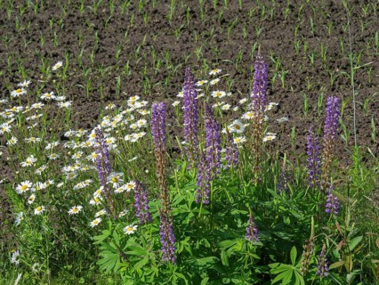 Close-up of daisies and lupins in front of a ploughed field, lichtenvoorde, gelderland, the