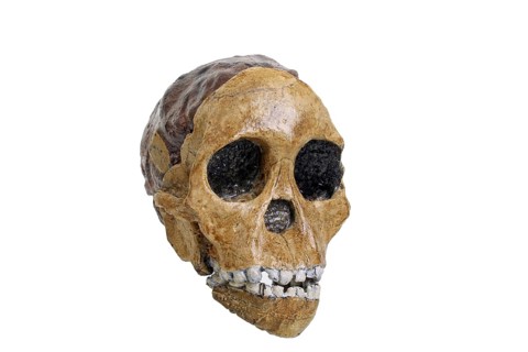 Taung baby
