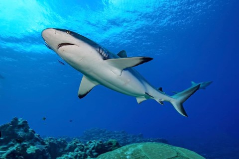 Female Grey reef shark (Carcharhinus amblyrhynchos) swimming fast over coral reef made of corals