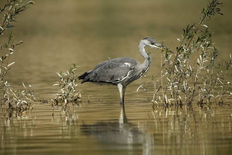 Grey heron (Ardea cinerea) in the water, the level of the flood of June 2024 is clearly visible on