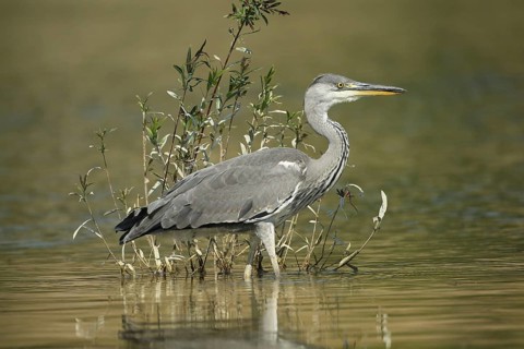 Grey heron (Ardea cinerea) in the water, the level of the flood of June 2024 is clearly visible on