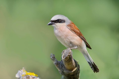 Red-backed shrike (Lanius collurio) male on perching branch, looking for prey, wildlife, migratory