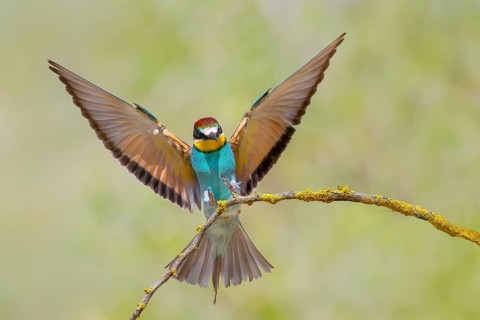 Bee-eater (Merops apiaster) wings spreading for landing, flying, wildlife, migratory bird, raptor,