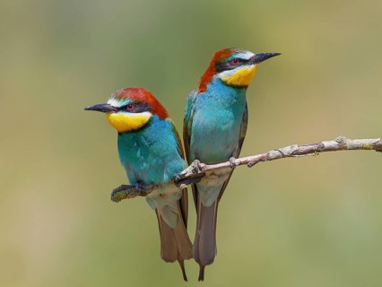 Bee-eater (Merops apiaster) pair sitting on a branch, wildlife, mating, migratory bird, raptor,