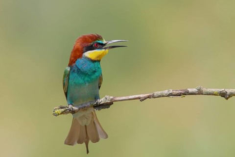 Bee-eater (Merops apiaster) adult bird sitting on a branch, wildlife, migratory bird, raptor,