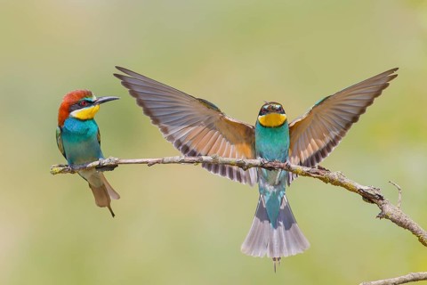Bee-eater (Merops apiaster), pair, a bird approaching, wildlife, mating, migratory bird, raptor,