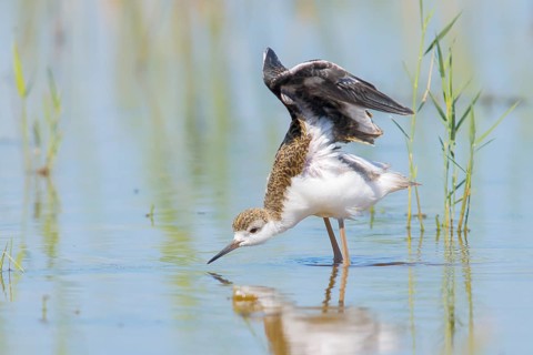 Black-winged Stilt (Himantopus himantopus) young bird standing in shallow water, stretching its