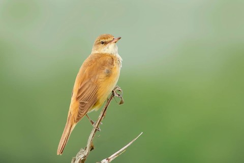 Great Reed Warbler (Acrocephalus arundinaceus), male on a singing platform, wildlife, migratory
