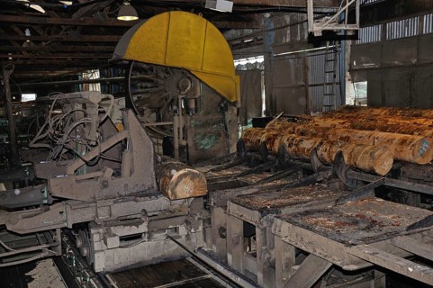 Pinus radiata logs go through the first bandsaw in a sawmill