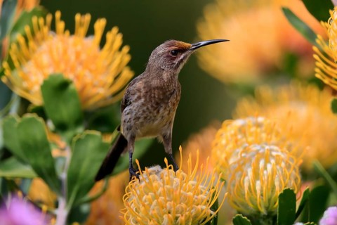 Cape Honeybird (Promerops cafer), adult, female, on flower, Protea, vigilant, Kirstenbosch Botanic