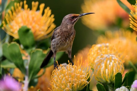 Cape Honeybird (Promerops cafer), adult, female, on flower, Protea, vigilant, Kirstenbosch Botanic