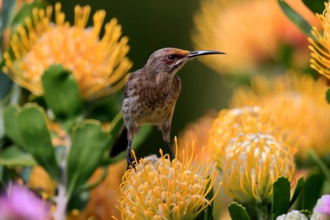 Cape Honeybird (Promerops cafer), adult, female, on flower, Protea, vigilant, Kirstenbosch Botanic