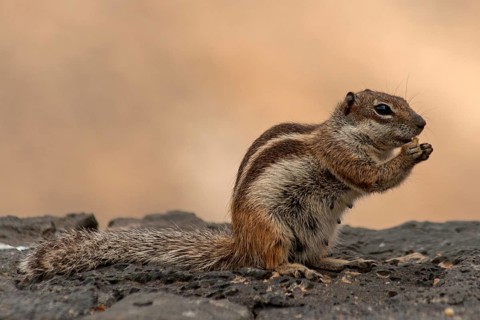 Chipmunk
