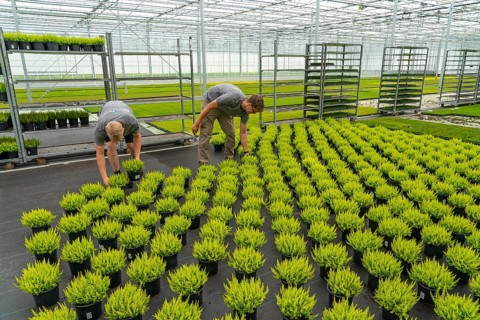 Horticultural nursery, mother plants from which cuttings of heather, broom heather plants, Calluna