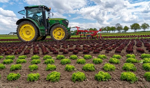 Agriculture, lettuce growing in a field, Lollo Bionda and Lollo Rossa, in long rows of plants,