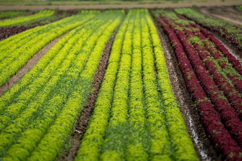 Agriculture, lettuce growing in a field, Lollo Bionda and Lollo Rossa, in long rows of plants,