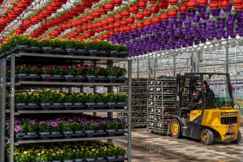 Horticultural business, greenhouse, flowers, various types, are loaded onto a lorry for a customer,