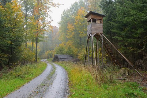 High seat in the forest, Spessart, Bavaria, Germany Hunting blind in beech forest, Bavaria,