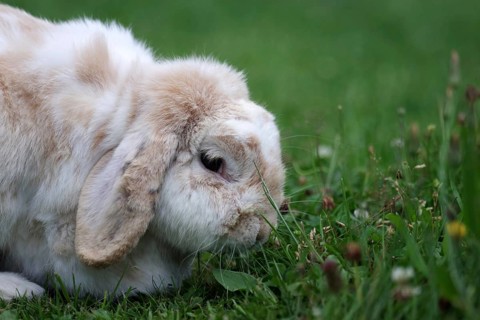 Ram rabbit (Oryctolagus cuniculus), floppy ears, portrait, meadow, The rabbit savours the fresh