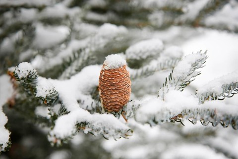 A pine cone (Abies koreána) on a snowy evergreen tree branch, capturing a serene winter scene