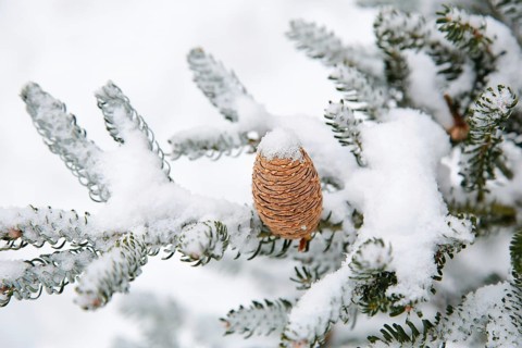 A close-up of a snow-covered pine tree branch with a single pinecone (Abies koreána), evoking a